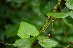 Dioscorea deltoidea